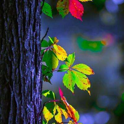 巧克力牛奶软糖